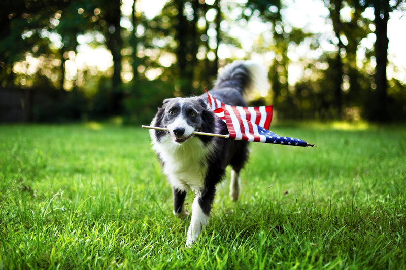 Fear Free Fourth
