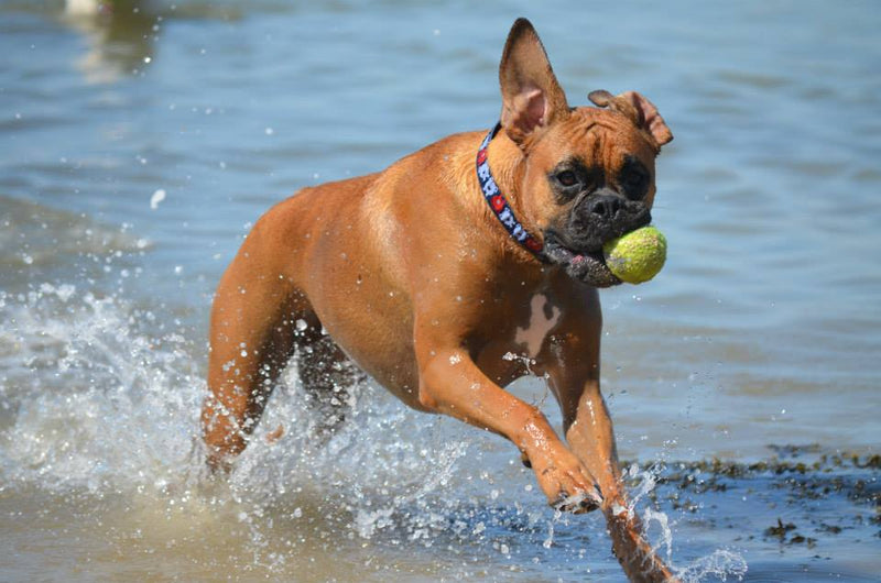 Summer Tips for those Hot Days!