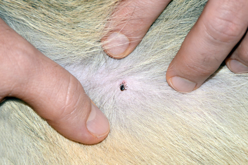 The Blacklegged "Deer" Tick