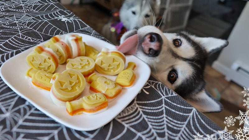 Dog trying to grab pupscicles off counter