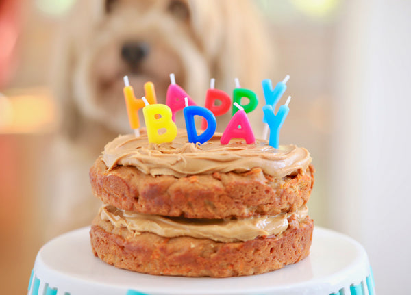 In the Kitchen with Kevin: Pup Friendly Birthday Cake!