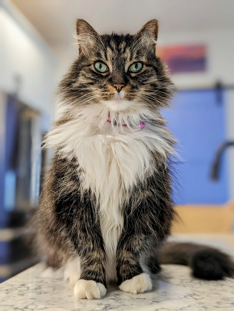 My Cat Feeding Story