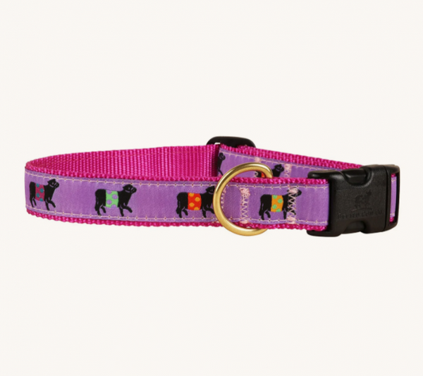 Belted Cow D Collar Beltie Purple L 1"