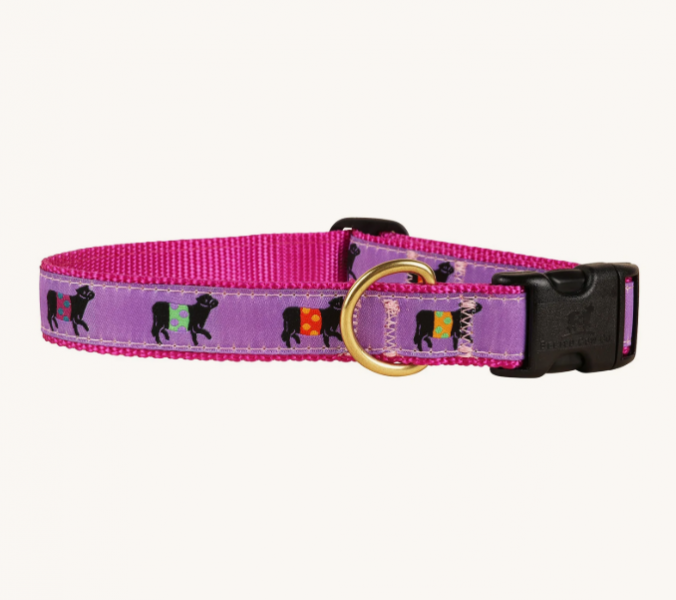 Belted Cow D Collar Beltie Purple L 1"