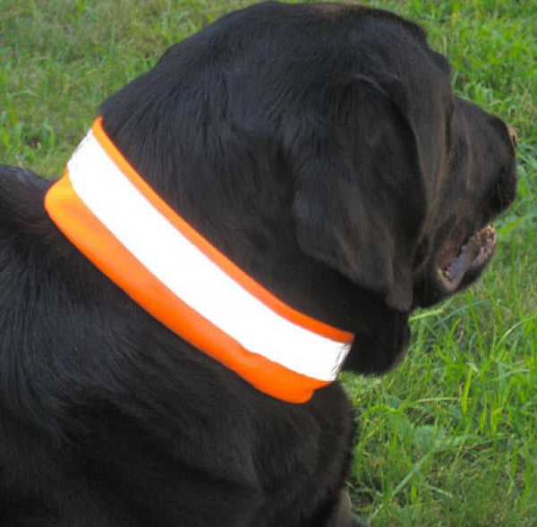 Dog Not Gone D Collar Cover Reflective